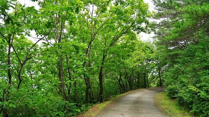Obraz premium Beautiful mountain road scenery in Korea