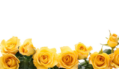 Yellow rose flower frame