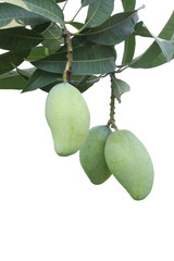 mango on tree with transparent background