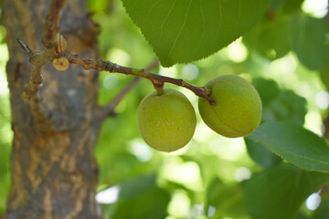 Growing plums in an orchard. Unripe plum fruits on the branches Closeup, green, unripe plum on a tree, Close up detail of unripe green plums on plum tree. Green and unripe plum fruits on a branch