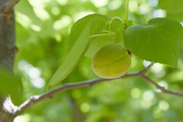 Growing plums in an orchard. Unripe plum fruits on the branches Closeup, green, unripe plum on a tree, Close up detail of unripe green plums on plum tree. Green and unripe plum fruits on a branch