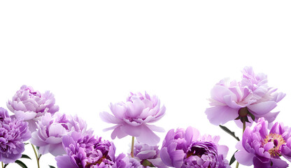 Purple peony flower frame