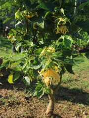 Ylang ylang flower or the scientific name forma genuina Steeins flower very profusely