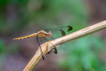 
We see a beautiful gold-colored dragonfly, it is posing for the lens on a yellow branch, San...