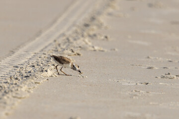 A Wilson's plover chick on the shore getting food.