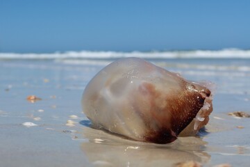 Jellyfish on ocean background in Atlantic coast of North Florida