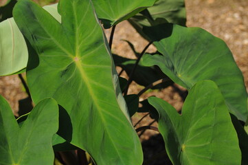京野菜の海老芋の葉です。