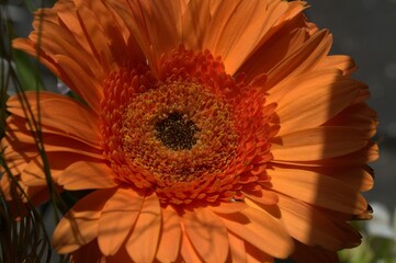 Bellas flores en Carabobo.
Hermosas rosas y otras flores con hermosos colores podemos encontrar en Carabobo.
