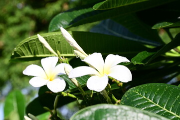 Closeup of White Flowers (Frangipani, Plumeria) and rain drops with natural background in the garden at Thailand. 