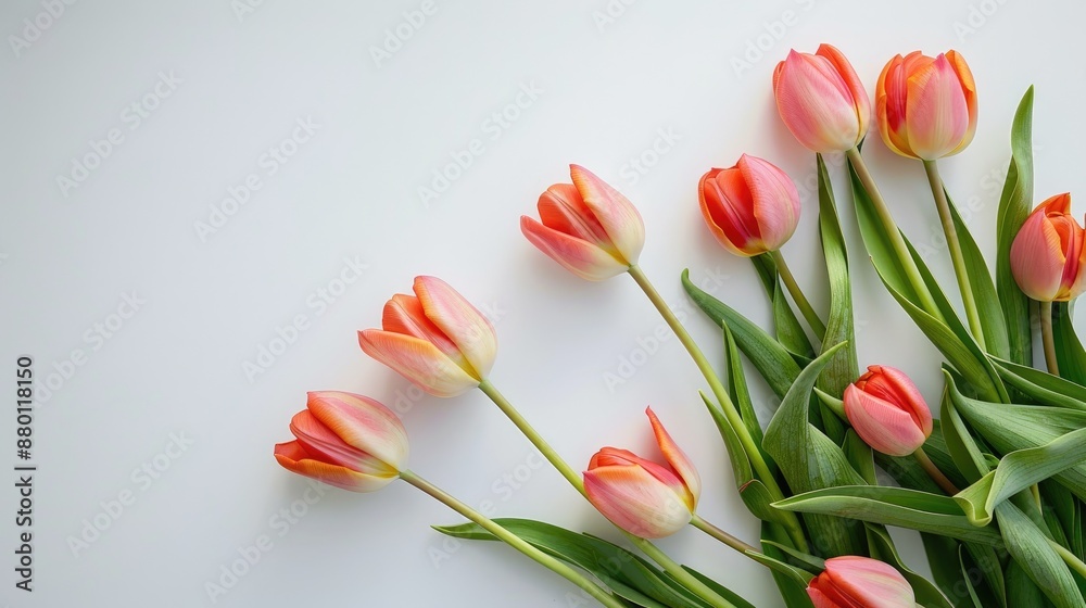 Wall mural top view of tulip flowers on white table with space for text