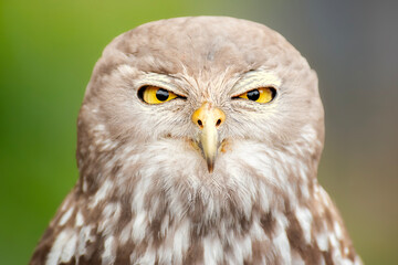 The barking owl or barking boobook, also known as the winking owl, is a nocturnal bird species native to mainland Australia.