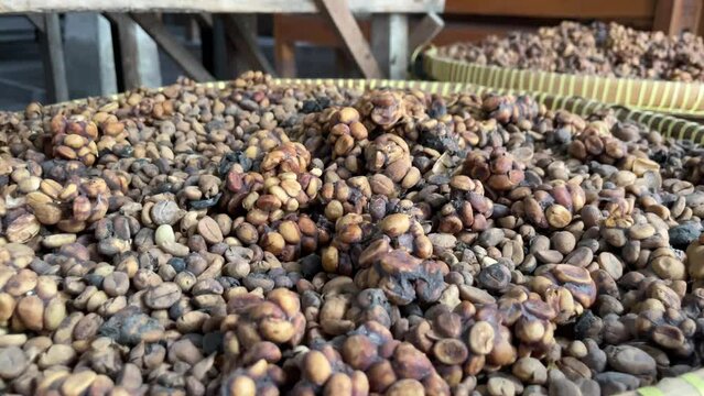 Close-up of civet droppings used in the unique process of making Kopi Luwak coffee