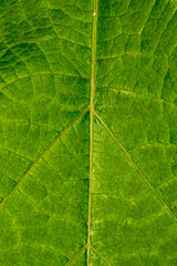 The texture of a green leaf from a tree in close-up