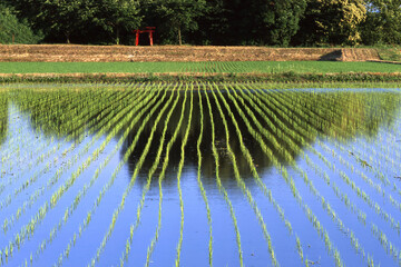 日本の田園風景