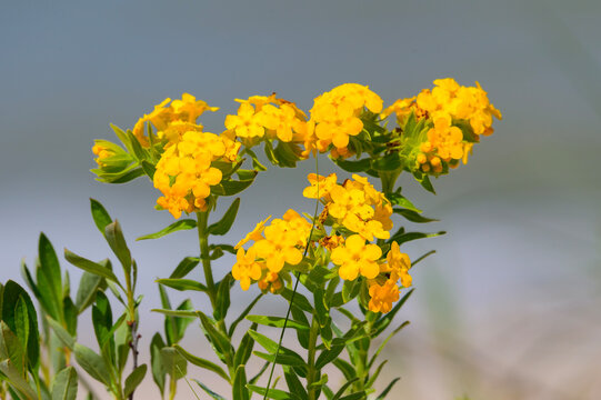Carolina Puccoon Wildflowers on the Shore of Lake Huron at Hoeft State Park near Rogers City Michigan.
