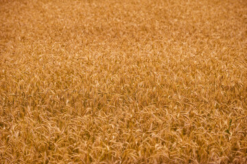 Field with maturing wheat