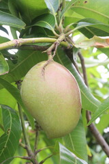 mango on tree in farm for sell