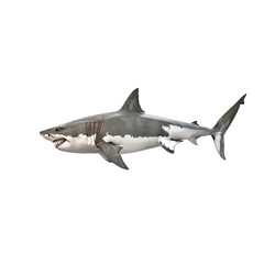 Obraz premium great white shark swimming isolated 3