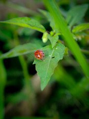 ladybug on green leaf