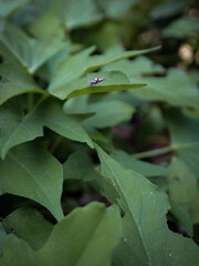 Flies among the leaves 