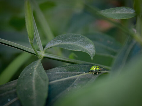 Beetles of the ca type cassida