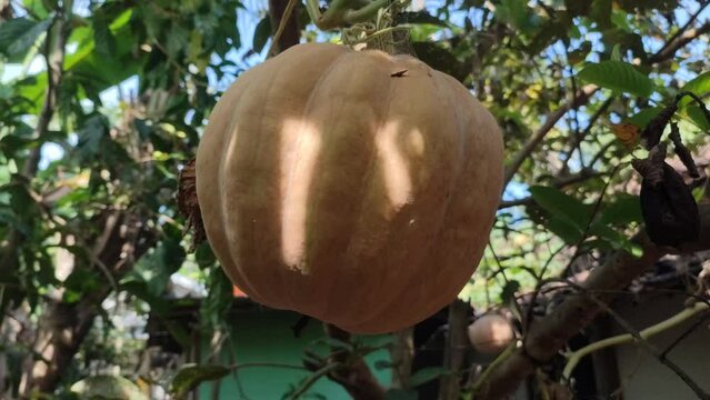 curcurbita frut on the tree