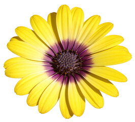 Daisy flower on a white background.