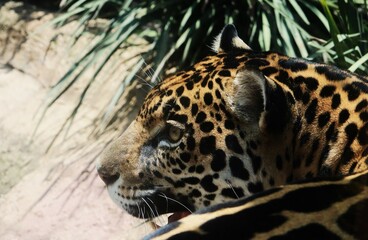 Fotografía- close up de jaguar hembra en cautiverio © Astrid