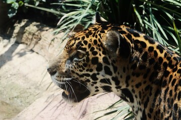 Fotografía- close up de jaguar hembra en cautiverio © Astrid