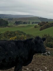 Fototapeta premium Moomoo