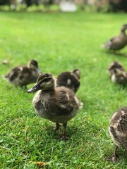ducks in the grass