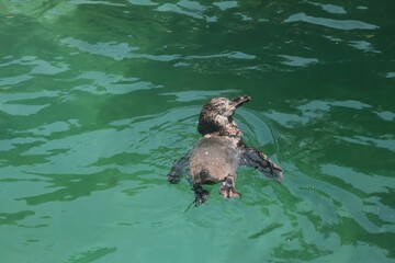 Naklejka premium Pinguinos en cautiverio nadando en su hábitat simulado 