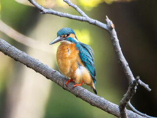 Fototapeta premium 木の枝にとまるカワセミ