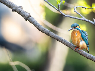 Fototapeta premium 木の枝にとまるカワセミ