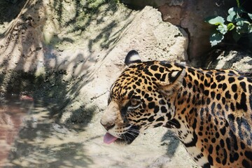 Fotografía- close up de jaguar hembra en cautiverio © Astrid