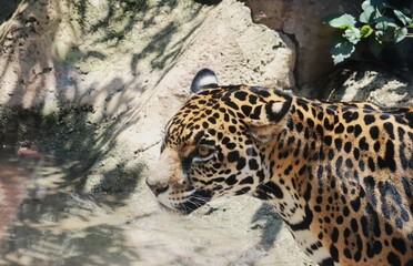 Fotografía- close up de jaguar hembra en cautiverio © Astrid