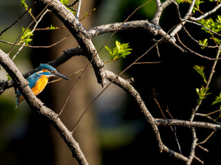 木の枝にとまるカワセミ