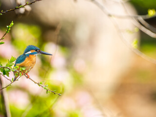 木の枝にとまるカワセミ