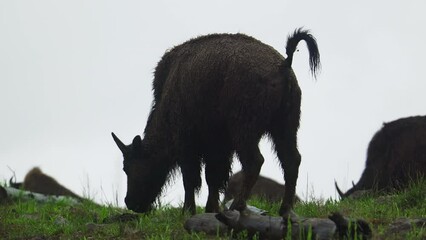 A bison poops while eating grass in the field, during a slight rain in Yellow Stone National Park - Powered by Adobe