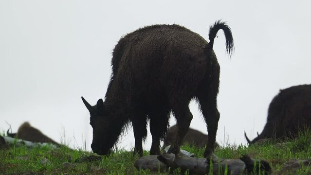 A bison poops while eating grass in the field, during a slight rain in Yellow Stone National Park 