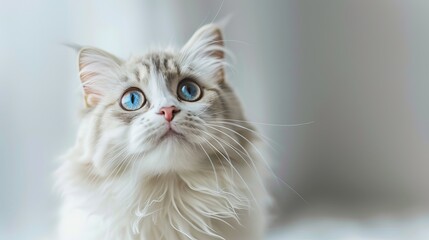 Charming Feline Portrait - American Curl Cat with Curious Eyes and Playful Whiskers, HD Photography for Cute Animal Wallpaper