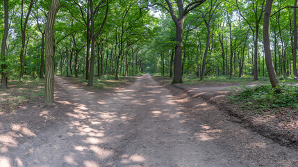 Fototapeta premium Emerald Embrace: Sunlight Filters Through a Verdant Forest