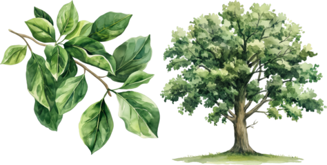 watercolor plane tree isolated on white background