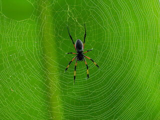 Black spider with orange highlights on web in front of natural green background 