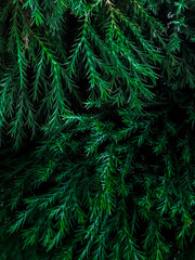 Fresh green pine leaves background.
