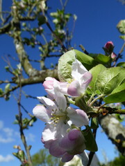 tree blossom
