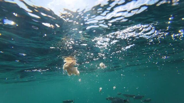 A slow motion underwater clip of saddled breams and grey mullet fish feeding on bread.