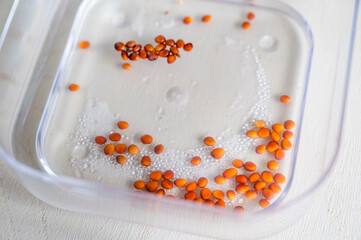 かいわれ大根の種を水に浸す　水耕栽培