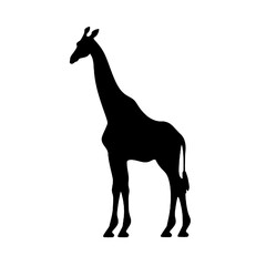 giraffe vector silhouettes isolated on a white background.