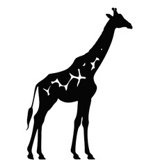  Portrait of a giraffe (Giraffa camelopardalis) vector silhouette  isolated on a white background.